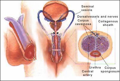anatomia-penisului-3.jpg