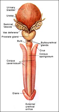 anatomia-penisului-2.jpg