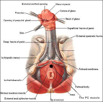 anatomia-penisului-1.jpg