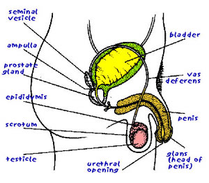 diagram of male genitals